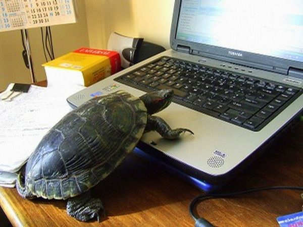 Turtle using computer. 